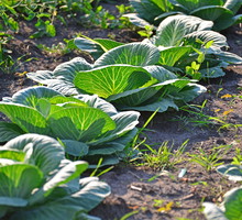 Dorodne głowy z powodzeniem wytrzymają na grządkach w temperaturze nawet do -8°C. (zdj.: Adobe Stock)
