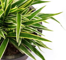 Draceny młode przesadzamy co rok, egzemplarze starsze wymagają wymiany gleby co mniej więcej 3 lata. (zdj.: iStock)