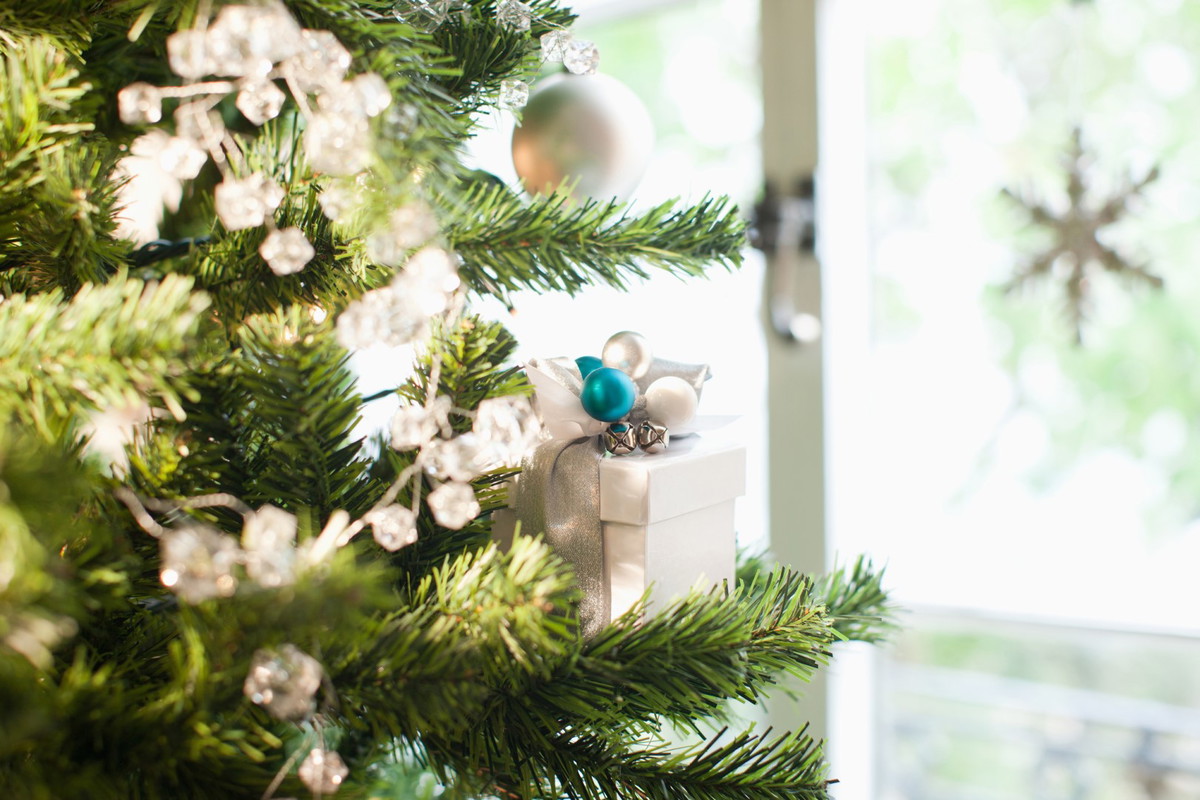 Drzewko świąteczne z korzeniami wymaga przede wszystkim częstego podlewania, szczególnie jeśli swoi w sąsiedztwie kaloryfera lub innego źródła ciepła. (zdj.: iStock)