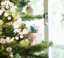 Drzewko świąteczne z korzeniami wymaga przede wszystkim częstego podlewania, szczególnie jeśli swoi w sąsiedztwie kaloryfera lub innego źródła ciepła. (zdj.: iStock)