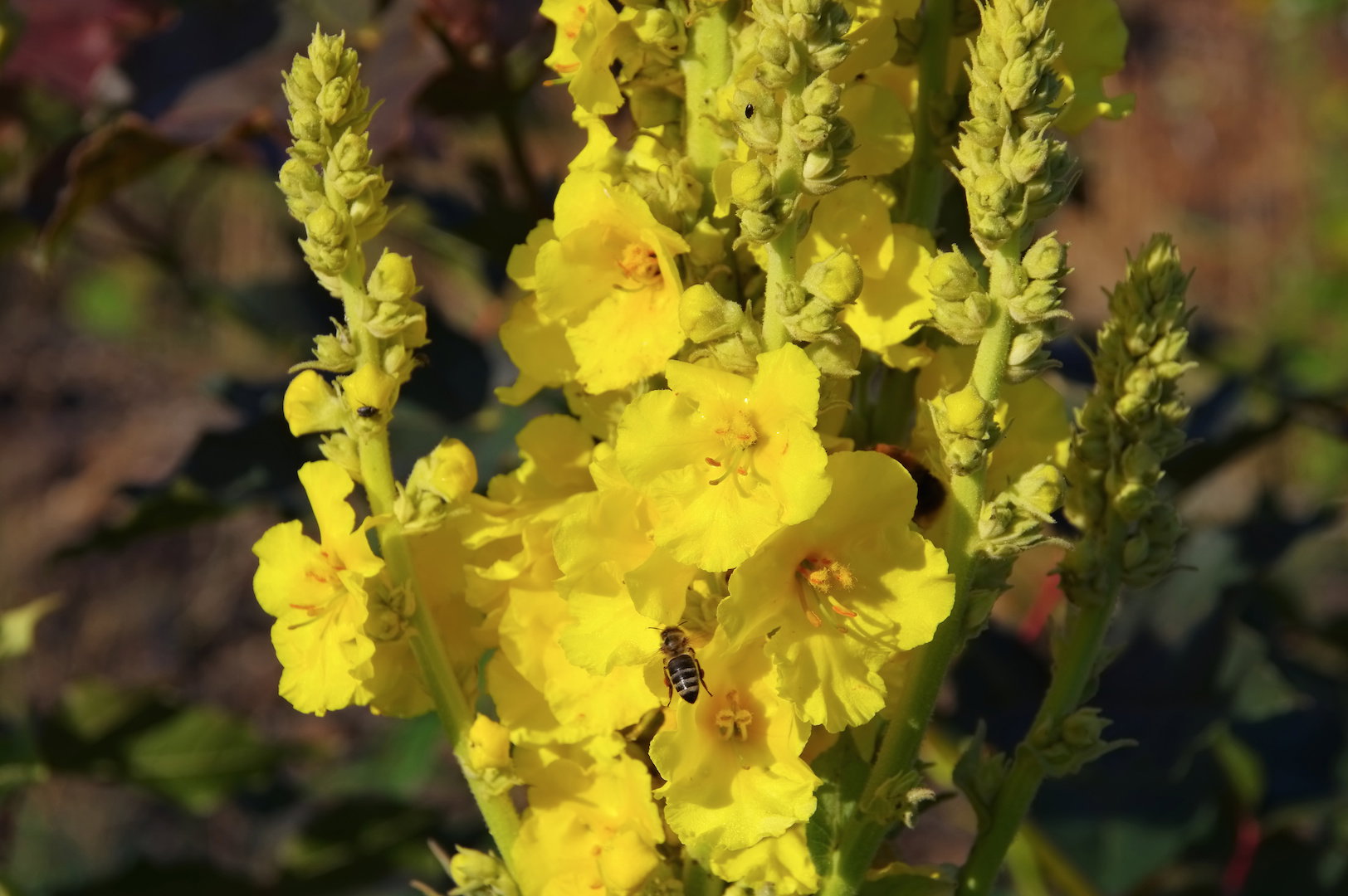 Dziewanna Verbascum (zdj.: Adobe Stock)