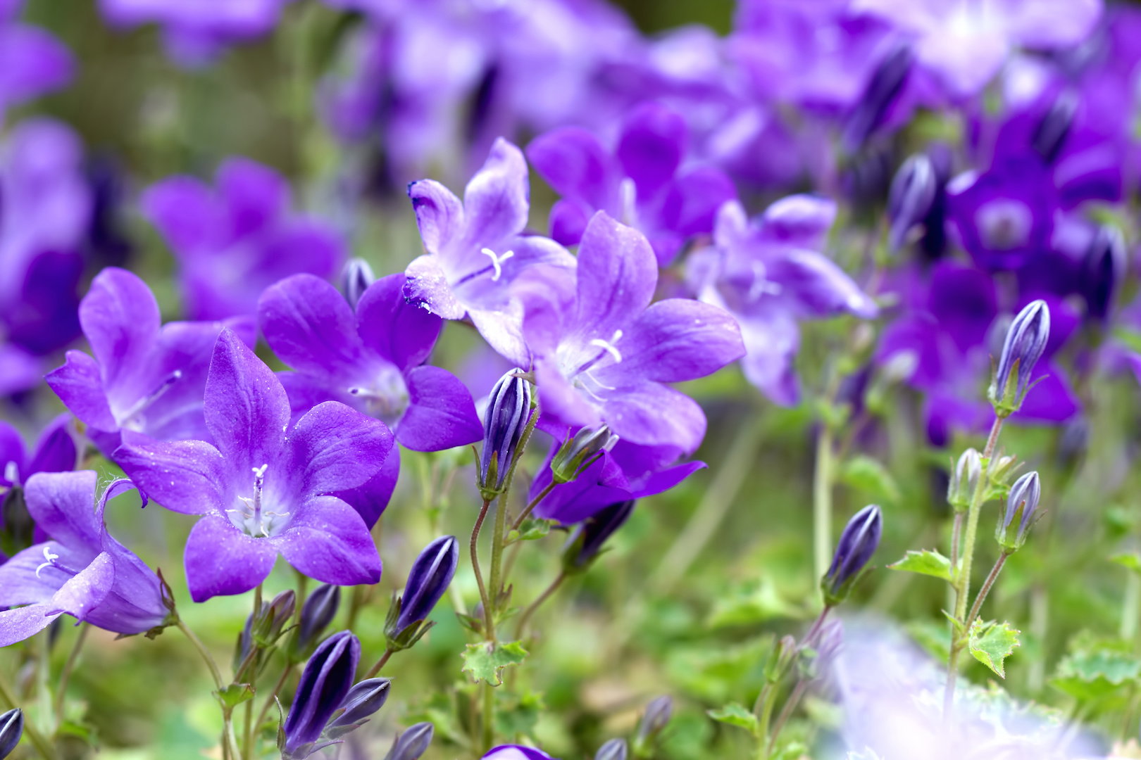Dzwonek campanula (zdj.: Adobe Stock)