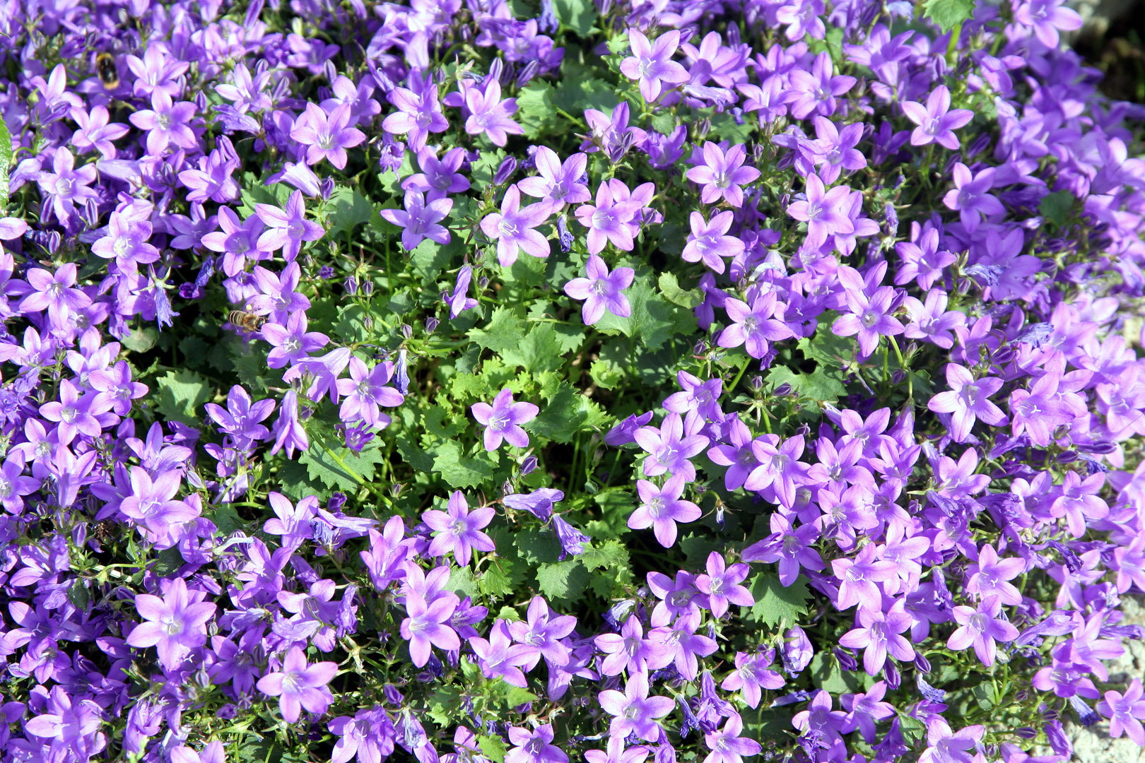 Dzwonek Poszarskiego Campanula poscharskyana (zdj.: Adobe Stock)