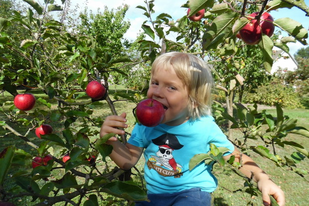 eko jabłko prosto z drzewa i na drzewie