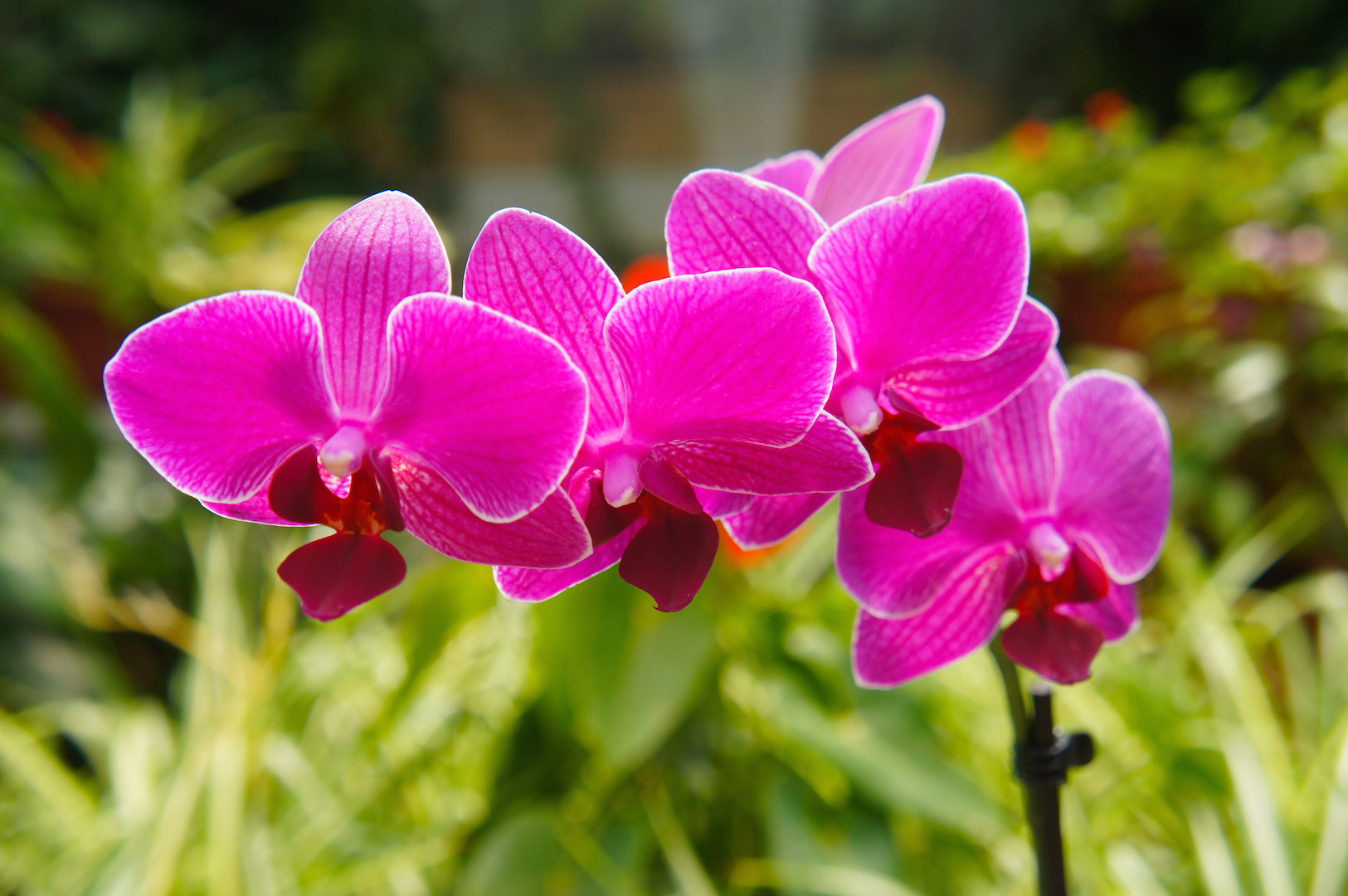 Falenopsis Phalaenopsis (zdj.: iStock)