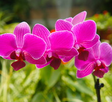 Falenopsis Phalaenopsis (zdj.: iStock)