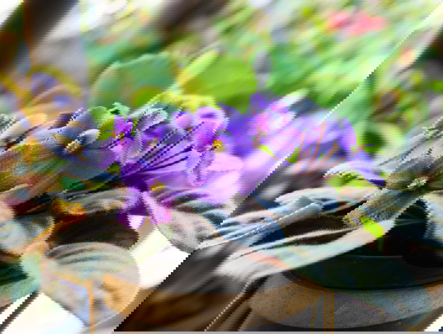 Fiołek afrykański Saintpaulia ionantha (zdj.: iStock)