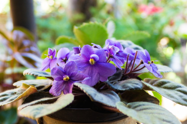Fiołek afrykański Saintpaulia ionantha (zdj.: iStock)