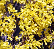 Forsycja pośrednia Forsythia intermedia (zdj.: Adobe Stock)