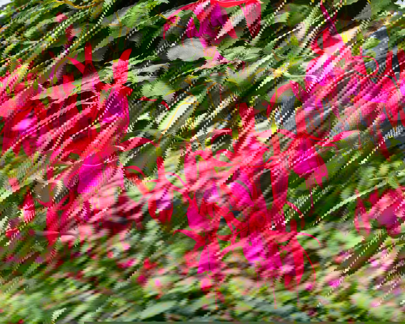 Fuksja Fuchsia (zdj.: iStock)