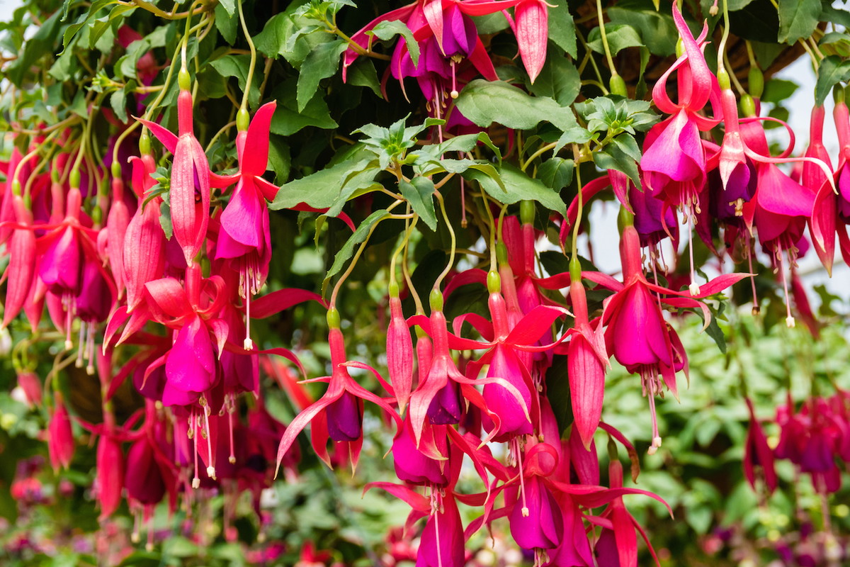 Fuksja Fuchsia (zdj.: iStock)