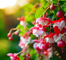 Fuksja Fuchsia (zdj.: iStock)