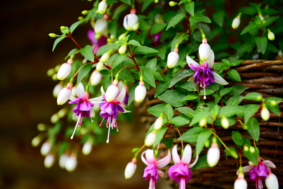 Fuksja mieszańce Fuchsia (zdj.: iStock)