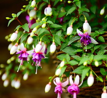 Fuksja mieszańce Fuchsia (zdj.: iStock)