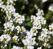 Gęsiówka Arabis (zdj.: Adobe Stock)