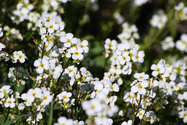 Gęsiówka Arabis (zdj.: Adobe Stock)