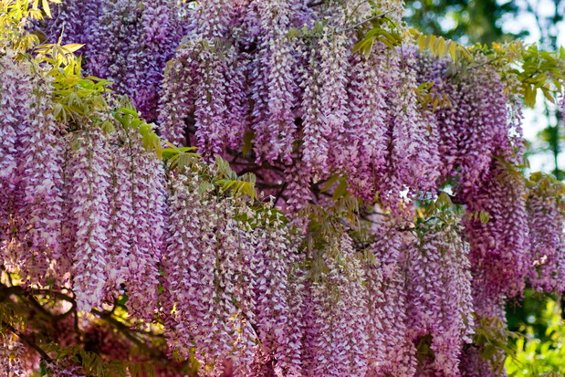 Glicynia Wisteria (zdj.: Adobe Stock)
