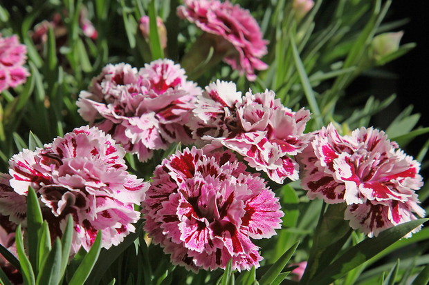 Goździk Dianthus (zdj.: Adobe Stock)