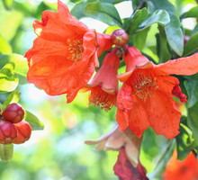 Granatowiec Punica (zdj.: Adobe Stock)