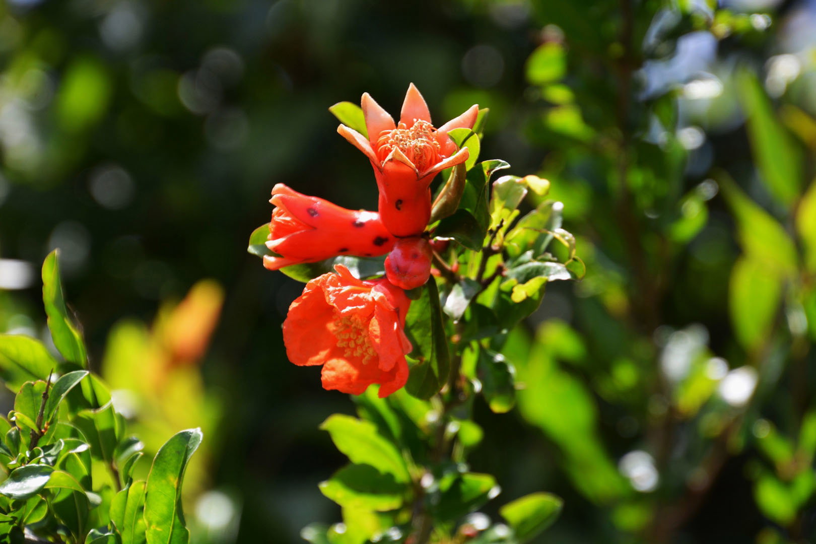 Granatowiec właściwy Punica granatum (zdj.: Adobe Stock)