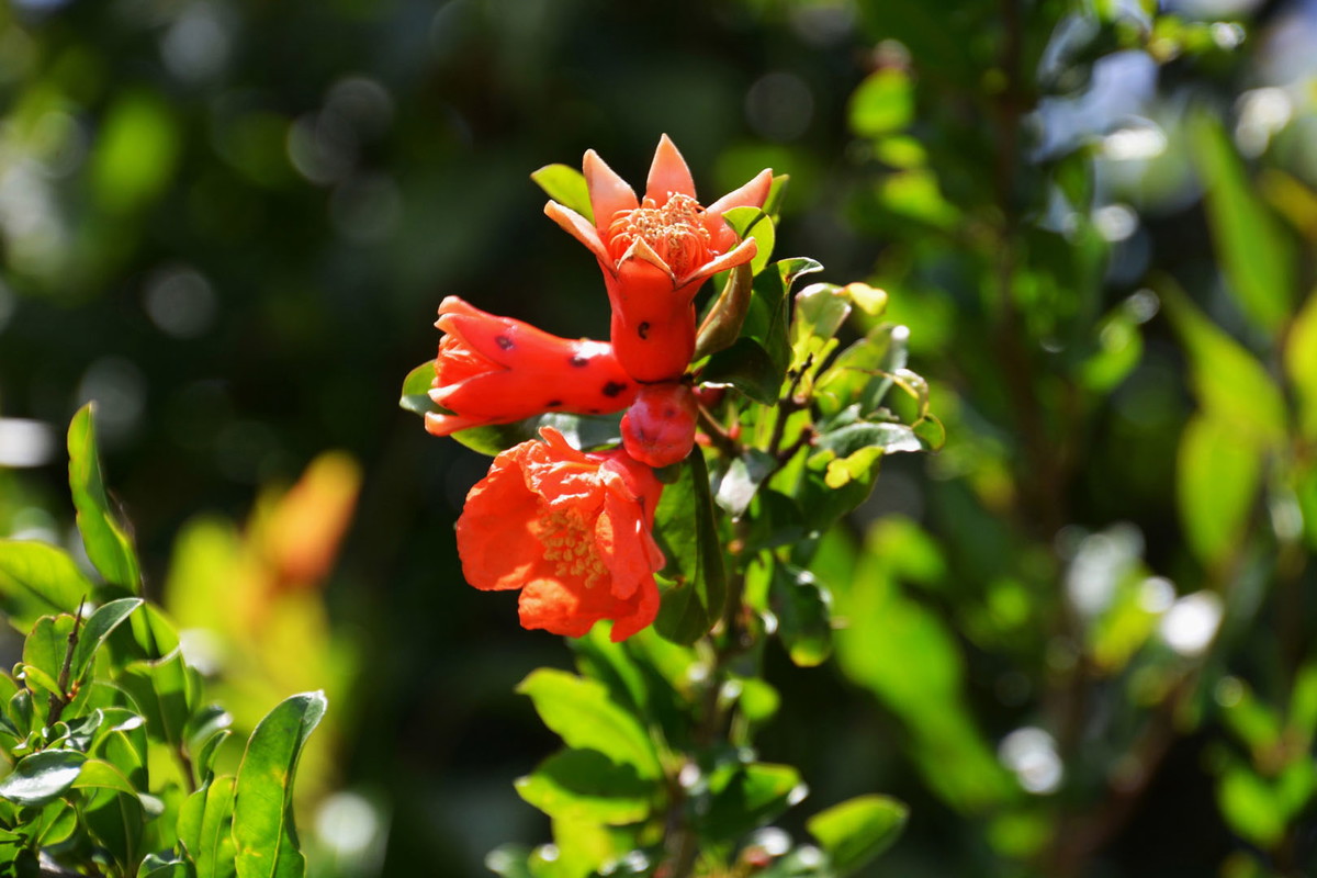 Granatowiec właściwy Punica granatum (zdj.: Adobe Stock)