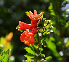 Granatowiec właściwy Punica granatum (zdj.: Adobe Stock)