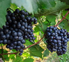 Gruntowa uprawa winorośli deserowej jest możliwa, pod warunkiem zadbania o odpowiednie zimowanie roślin. (zdj.: Adobe Stock)