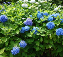 Hortensja Hydrangea macrophylla (zdj.: Adobe Stock)