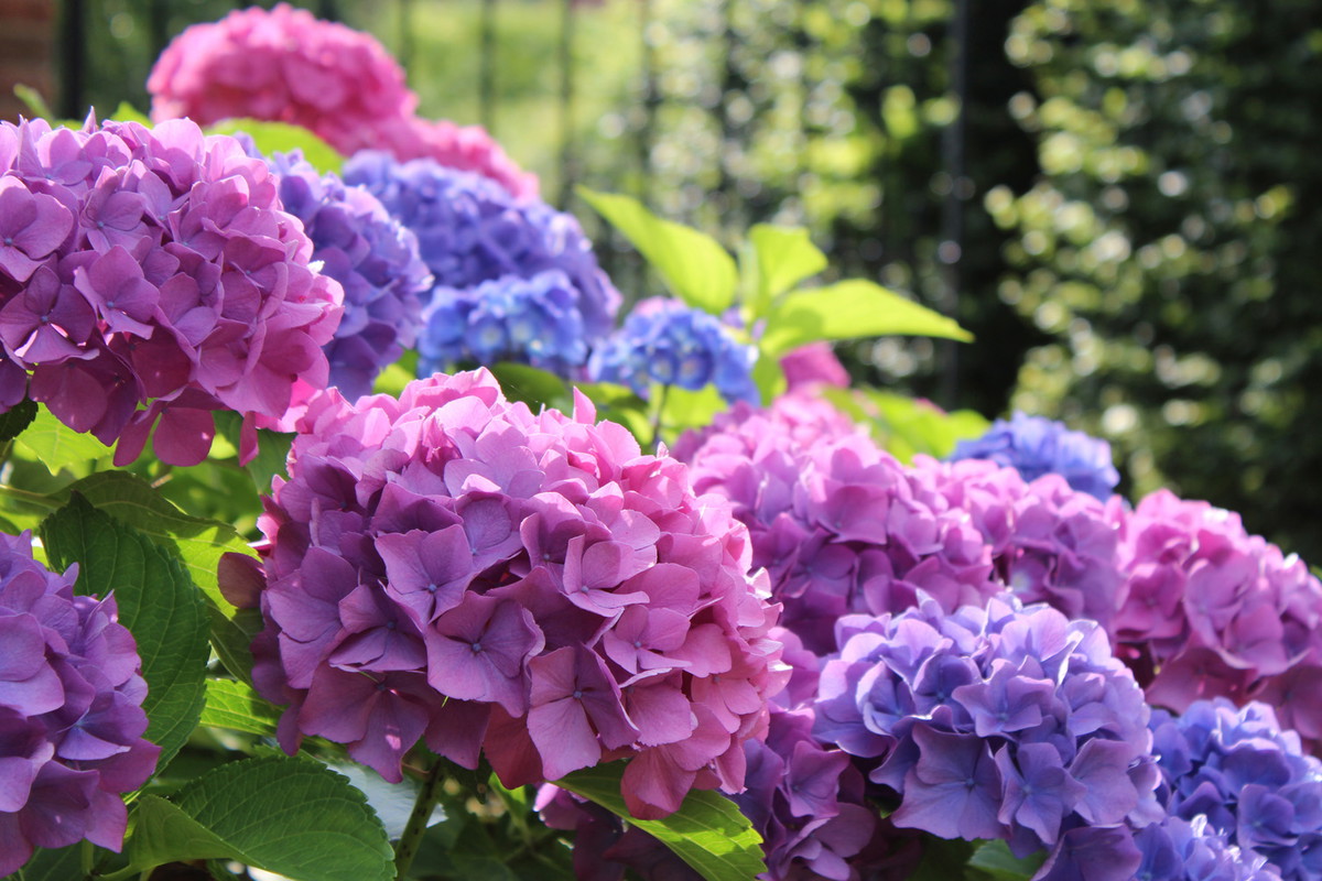 Hortensja Hydrangea (zdj.: Adobe Stock)