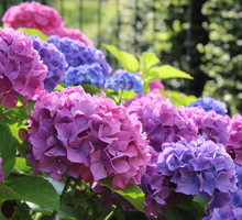 Hortensja Hydrangea (zdj.: Adobe Stock)