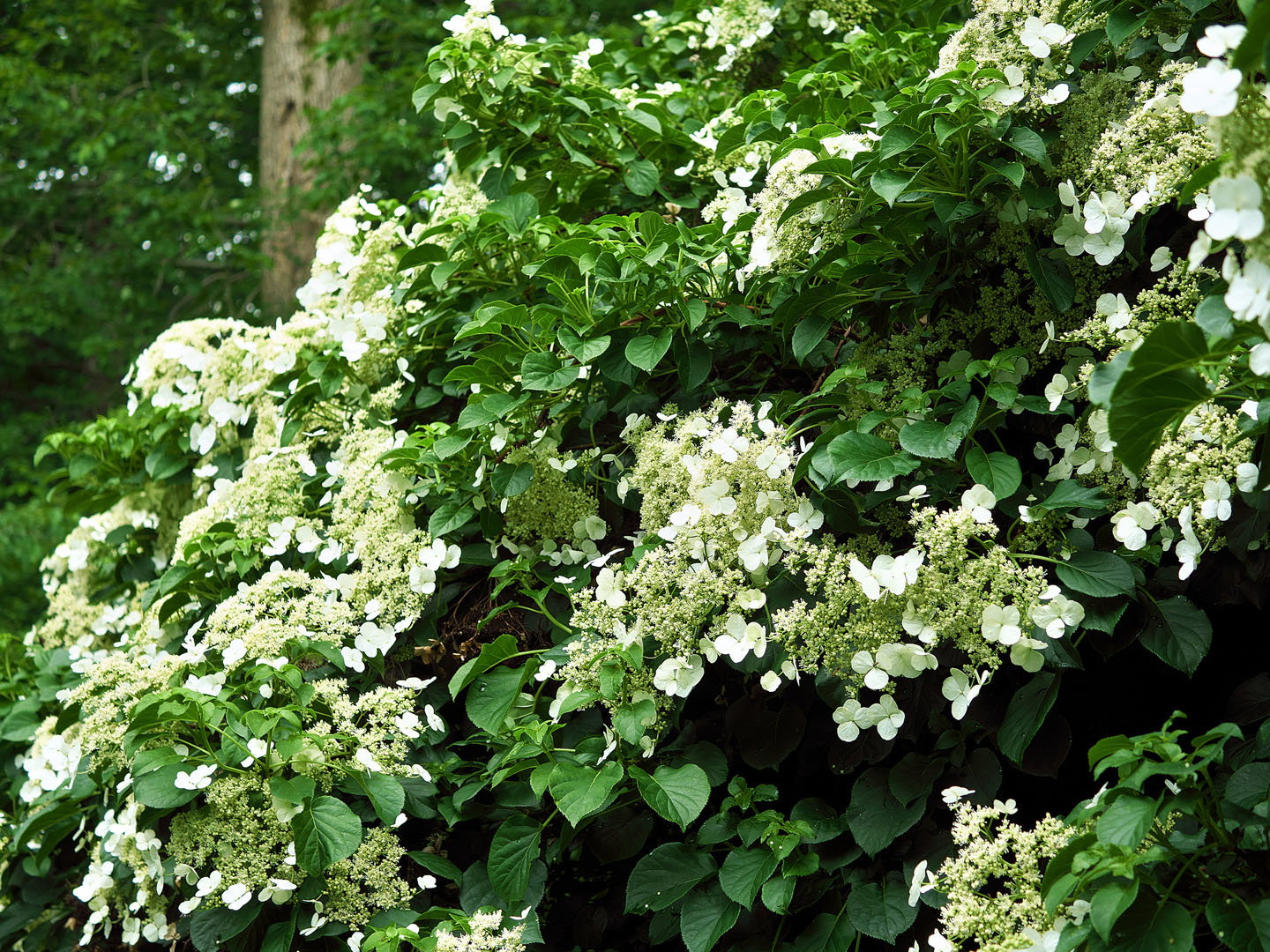 Hortensja pnąca Hydrangea anomala ssp. Petiolaris (zdj.: iStock)