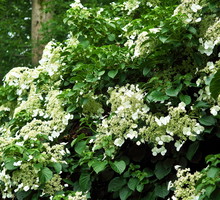 Hortensja pnąca Hydrangea anomala ssp. Petiolaris (zdj.: iStock)