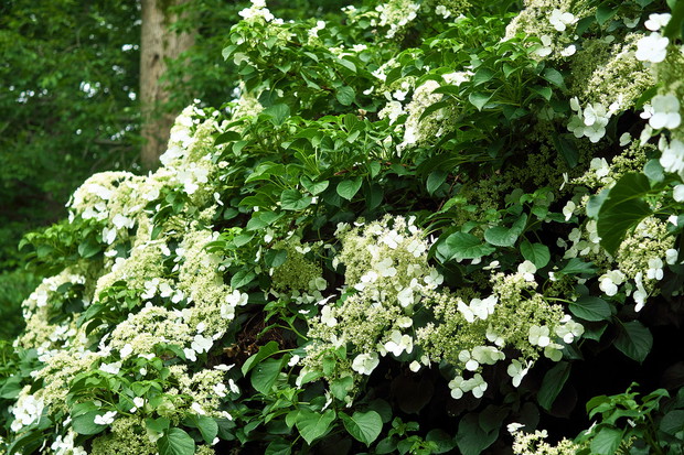 Hortensja pnąca Hydrangea anomala ssp. Petiolaris (zdj.: iStock)