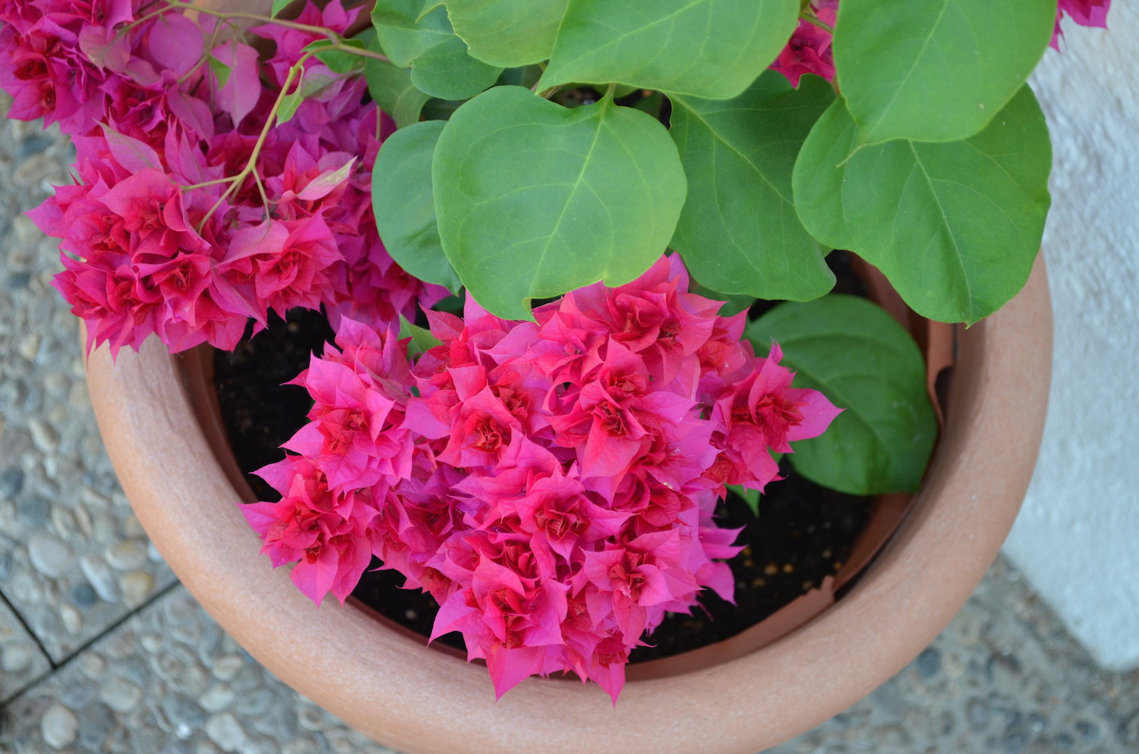 Idealne warunki do zimowania bugenwilli zapewnimy przenosząc roślinę do pomieszczenia o temperaturze około 8-10 stopni Celsjusza.  (zdj.: Adobe Stock)