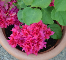 Idealne warunki do zimowania bugenwilli zapewnimy przenosząc roślinę do pomieszczenia o temperaturze około 8-10 stopni Celsjusza. (zdj.: Adobe Stock)