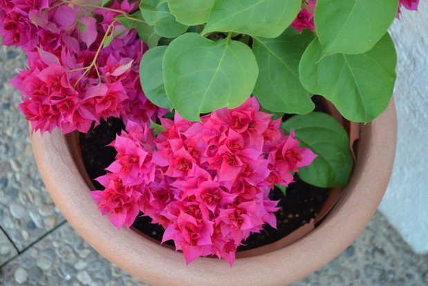 Idealne warunki do zimowania bugenwilli zapewnimy przenosząc roślinę do pomieszczenia o temperaturze około 8-10 stopni Celsjusza. (zdj.: Adobe Stock)