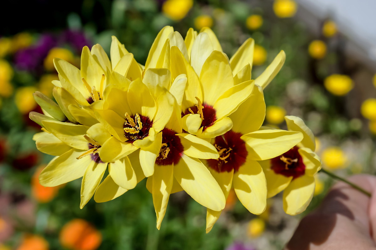 Iksja Ixia (zdj.: Adobe Stock)