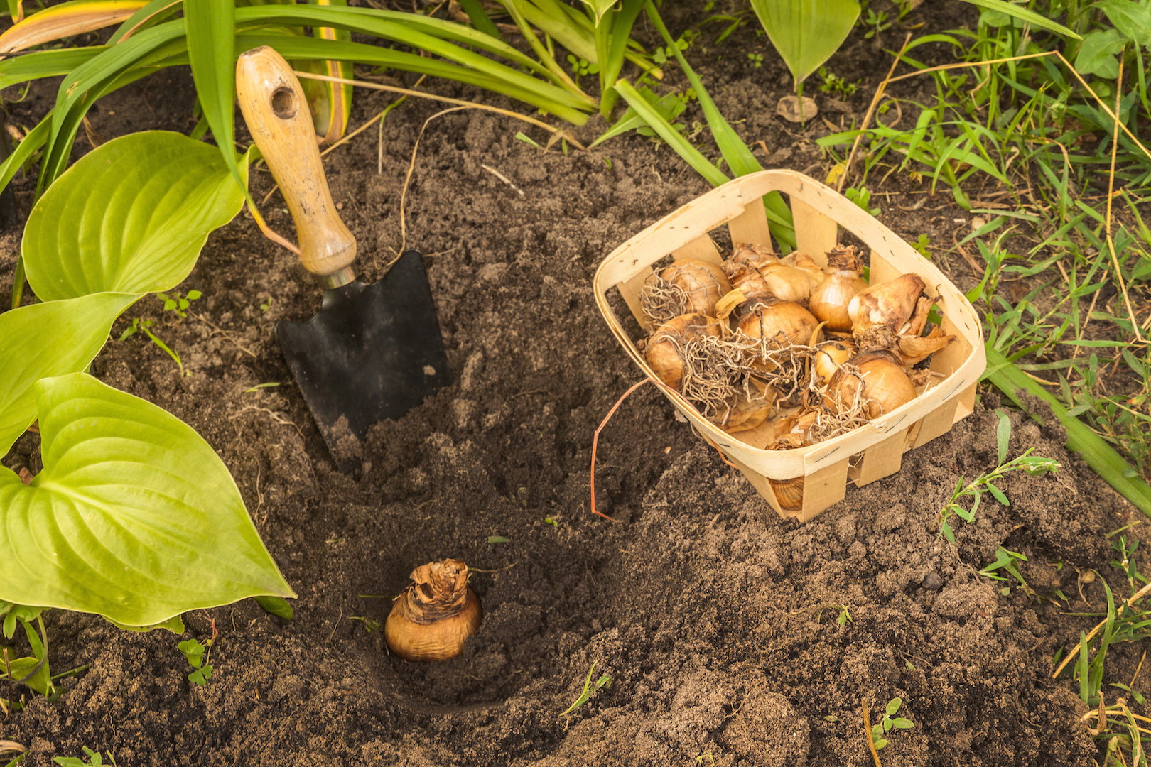 Jak większość roślin cebulowych, narcyzy również wymagają nasłonecznionego stanowiska. (zdj.: Adobe Stock)