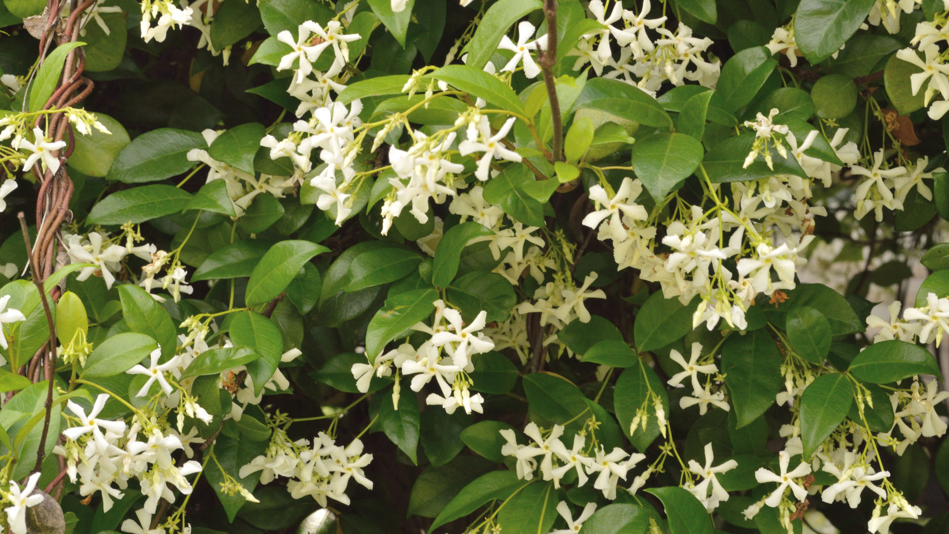 Jaśmin Jasminum (zdj.: Adobe Stock)