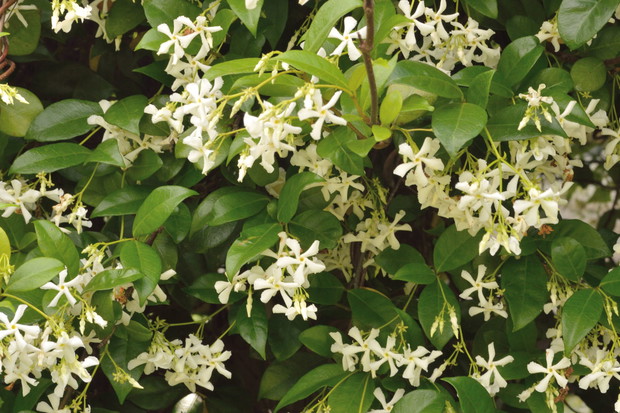 Jaśmin Jasminum (zdj.: Adobe Stock)