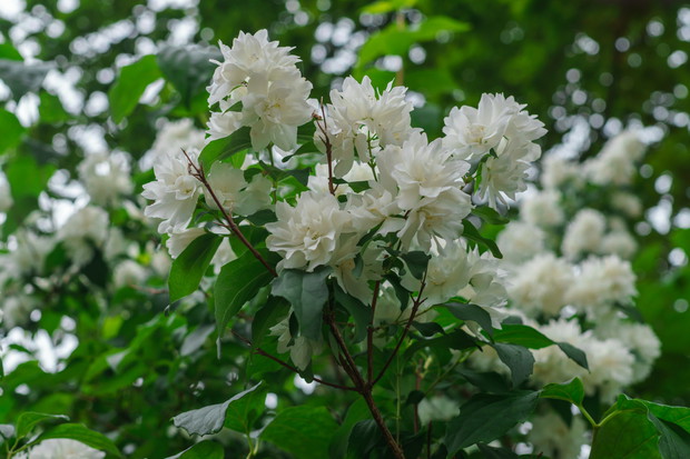 Jaśminowiec Philadelphus (zdj.: Adobe Stock)