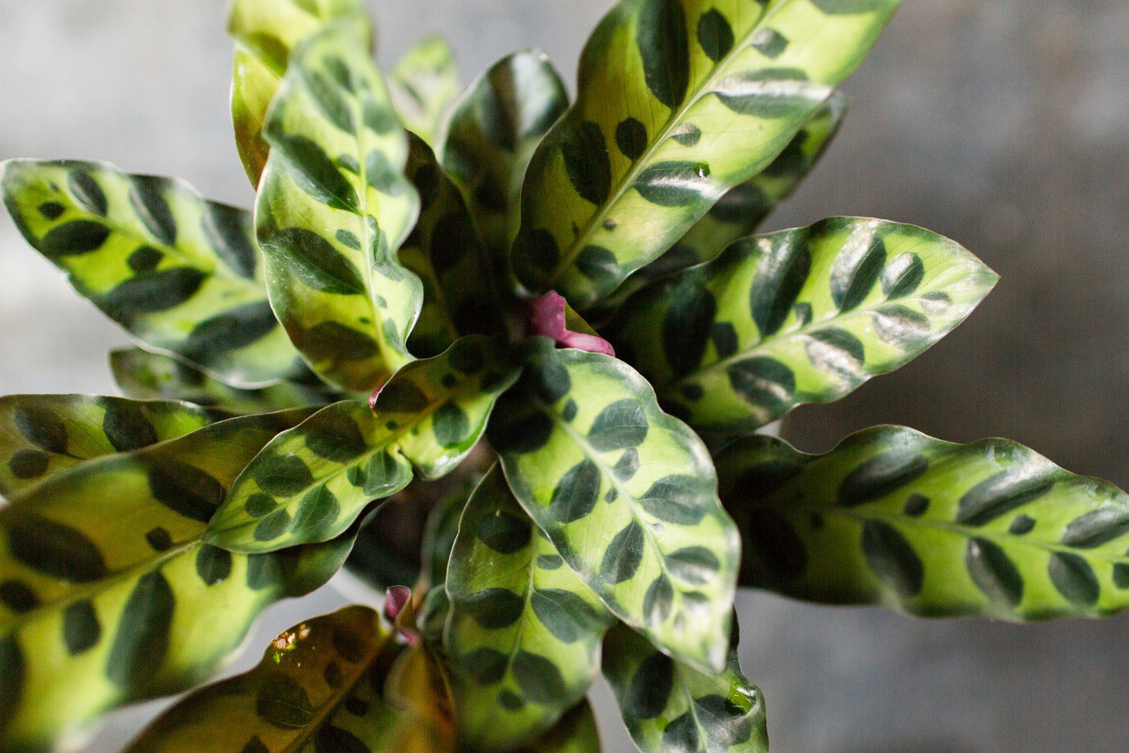 Jedną z bardziej intrygujących odmian kalatei jest Calathea lancifolia, cechująca się wierzchem liści w dwóch odcieniach zielonego i purpurowym spodem. (zdj.: iStock)