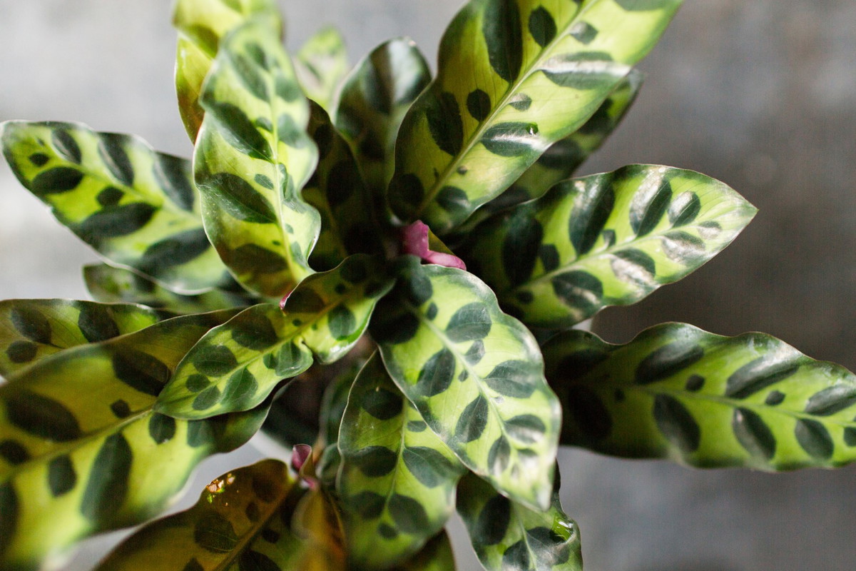 Jedną z bardziej intrygujących odmian kalatei jest Calathea lancifolia, cechująca się wierzchem liści w dwóch odcieniach zielonego i purpurowym spodem. (zdj.: iStock)