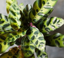 Jedną z bardziej intrygujących odmian kalatei jest Calathea lancifolia, cechująca się wierzchem liści w dwóch odcieniach zielonego i purpurowym spodem. (zdj.: iStock)