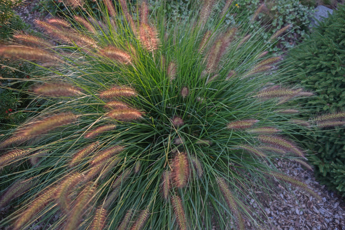 Jesienią liczne pędy rozplenicy japońskiej (pennisetum alopecuroides) wnoszą do ogrodu ostatnie promyki życia, zimą natomiast mogą służyć roślinie za naturalną osłonę od mroźnego powietrza. (zdj.: iStock)