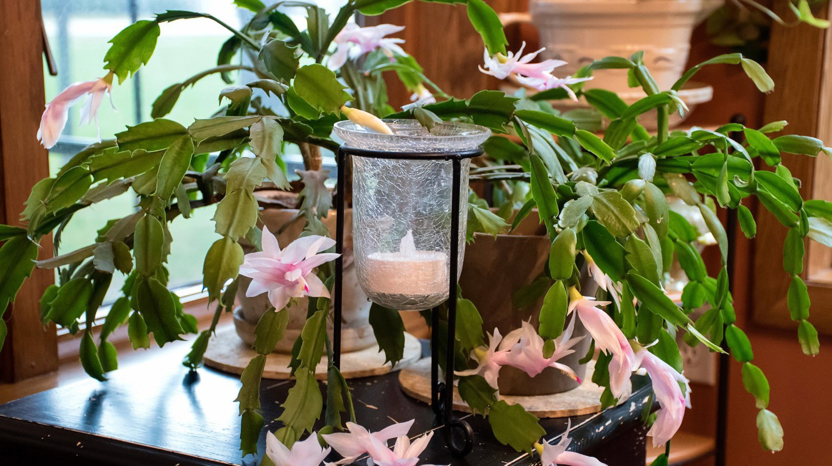 Jeśli w następne Święta po zakupie grudnik nie zakwitnie, należy zastanowić się nad częstszym podlewaniem lub zmianą stanowiska. Roślinie może być bowiem za ciepło lub może mieć za mało słońca. (zdj.: Adobe Stock)