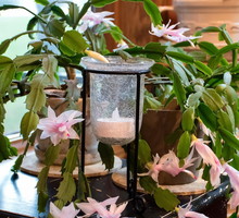 Jeśli w następne Święta po zakupie grudnik nie zakwitnie, należy zastanowić się nad częstszym podlewaniem lub zmianą stanowiska. Roślinie może być bowiem za ciepło lub może mieć za mało słońca. (zdj.: Adobe Stock)