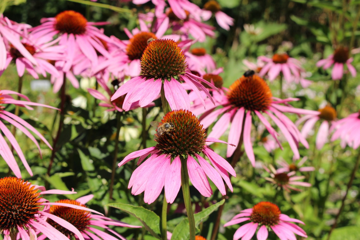 Jeżówka purpurowa Echinacea purpurea (zdj.: Adobe Stock)