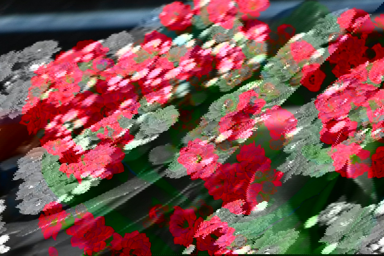 Kalanchoe Kalanchoe blossfeldiana  (zdj.: iStock)