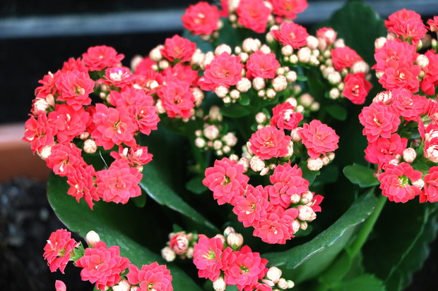 Kalanchoe Kalanchoe blossfeldiana (zdj.: iStock)